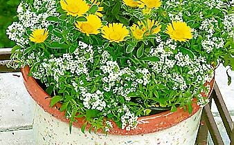 Smagliczka nadmorska (Lobularia maritima) 02.06.2003 WARSZAWA DOM PRYWATNY BALKON ROSLINY PACHNACE PACHNACY BALKON FOT PAWEL SLOMCZYNSKI / AGENCJA GAZETA