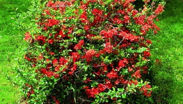 Krzewy pigwowca można ciąć, by ograniczyć ich rozmiary. Warto też usuwać pędy rosnące do środka korony. Krzewy pigwowca można ciąć, by ograniczyć ich rozmiary. Warto też usuwać pędy rosnące do środka korony.