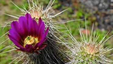 JEDEN Z NAJPIĘKNIEJSZYCH - kwiat E. apachensis pochodzącego z Arizony.