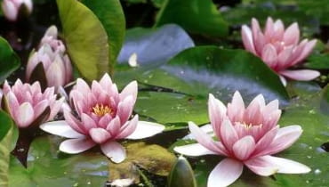 Na płyciznach grzybienie - zwłaszcza ich egzotyczne odmiany - w zimie mogą przemarzać. Żeby do tego nie dopuścić, kosze z roślinami warto przestawić na głębinę.