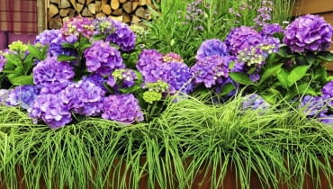 'BOUQUET ROSE' to odmiana hortensji ogrodowej, która jest niedużym krzewem o bardzo efektownych kwiatach.