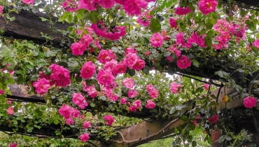 Róże pnące o wiotkich pędach podwiązane do poziomych podpór kwitną wyjątkowo obficie, tworząc girlandy. Na zdjęciu wieloletni okaz odmiany ?Chaplin?s Pink?. Ta róża w naszym klimacie nie przemarza (znosi temp. -33oC). SLOWA KLUCZOWE: ROSA CHAPLINS PINK CLIMBER kew garden london