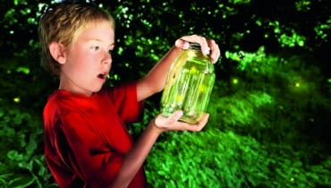 Samica świetlika (robaczka świętojańskiego) wspina się na rośliny, siada na wierzchołku i odwraca odwłok bokiem do góry, eksponując trzy jego segmenty zaopatrzone w narządy świetlne. Samice drugiego rodzaju " iskrzyka " przebywają zwykle tylko na ściółce. Samica świetlika (robaczka świętojańskiego) wspina się na rośliny, siada na wierzchołku i odwraca odwłok bokiem do góry, eksponując trzy jego segmenty zaopatrzone w narządy świetlne. Samice drugiego rodzaju " iskrzyka " przebywają zwykle tylko na ściółce.