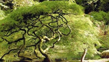 KLON PALMOWY 'DISSECTUM' - u starego okazu widać wyraźnie kształt korony i mocno pogięte gałęzie. DRZEWA KLON PALMOWY ACER PALMATUM DISSECTUM FOT. PIOTR BANASZCZAK PUBLIKACJA OGRODY NR 11 (115) - 11 2008 SLOWA KLUCZOWE: DRZEWA