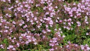 14.06.2005 WARSZAWA OGROD SGGW - LETNIE PRACE OGRODOWE ROSLINY OGRODNICTWO