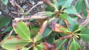 Chory rododendron. Choroby roślin Chory rododendron. Choroby roślin