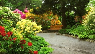 Fritz von Oheimb zaprojektował swój ogród z prawdziwie malarskim zacięciem. Na zdjęciu - cała gama odmian azalii w arboretum w Wojsławicach różaneczniki, arboretum Wojsławice