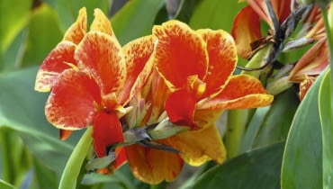 Paciorecznik ogrodowy (Canna edulis). Kwiaty bulwiaste i cebulowe