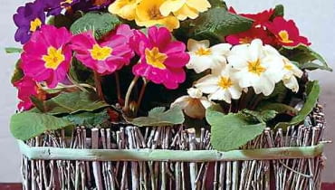 PIERWIOSNEK BEZLODYGOWY PRIMULA ACAULIS INACZEJ PRIMULA VULGARIS KWIAT ROZOWY FIOLETOWY ZOLTY CZERWONY BIALY KOSZYK Z GALAZEK PEDOW PIERWIOSNKI W KOSZYKU ROSLINA DONICZKOWA FOT PAWEL SLOMCZYNSKI SLAJD DUZY PUBLIKACJA KWIETNIK NR 2 (98) - 2.2003