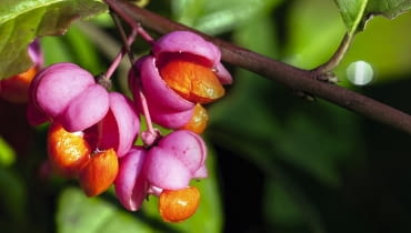 TRZMIELINA EUROPEJSKA 'Red Cascade' ma liczne owoce o różowych okrywach. TRZMIELINA EUROPEJSKA 'Red Cascade' ma liczne owoce o różowych okrywach.