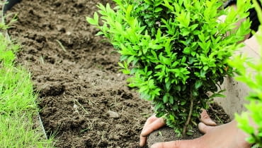 1. Najpierw nadajemy roślinie ogólny zarys (można posłużyć się specjalnym metalowym stelażem i skracać wyrastające poza niego gałązki). 1. Najpierw nadajemy roślinie ogólny zarys (można posłużyć się specjalnym metalowym stelażem i skracać wyrastające poza niego gałązki).