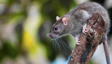 Drobne gryzonie bywają naszymi sprzymierzeńcami, ale powodują też straty Drobne gryzonie bywają naszymi sprzymierzeńcami, ale powodują też straty
