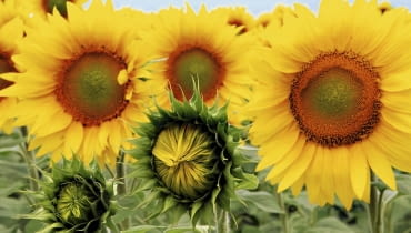 słonecznik słonecznik