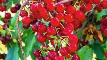 Wiśnia odmiany 'Sokówka' Wiśnia odmiany 'Sokówka'