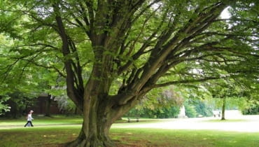 Nieformowany, swobodnie rosnący grab z wiekiem rozrasta się w rozłożyste i bardzo malownicze drzewo. Jego największą ozdobą jest gładka kora i powyginany pień Nieformowany, swobodnie rosnący grab z wiekiem rozrasta się w rozłożyste i bardzo malownicze drzewo. Jego największą ozdobą jest gładka kora i powyginany pień