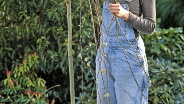 cięcie wiosnenne Salix caprea 'Pendula' / hšngende Kštzchenweide fachgerecht zurŁckschneiden SLOWA KLUCZOWE: Schere Terrasse ZZZ hoch GAP Pflege drauRen Praxis GehUlze FrŁhling Salix Frau Person Stšmmchen RŁckschnitt KŁbel Salix caprea Topf LaubgehUlze 000 Schnitt Weidenkaetzchen Palmkaetzchen Kaetzchenweide