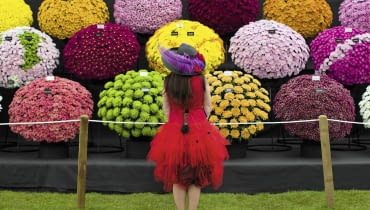 W Wielkim Pawilonie wystawcy zaprezentowali wiele nowych odmian roślin. Na zdjęciu stoisko z chryzantemami. United Kingdom, London : A visitor stops to look at a flower display at the Royal Horticultural Society's Chelsea Flower Show in London on 19 May, 2014. ******* RHS / Justin Tallis / 19.5.14 SLOWA KLUCZOWE: RHS Chelsea Flower show