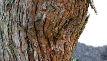 Rdzawoczerwony nalot na pniach lilaków. Rdza na lilakach.