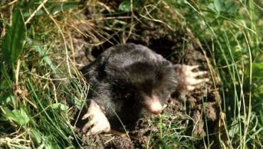 Kret (<i>Talpa europaea</i>) może narobić w ogródku nie lada bałaganu. KRET