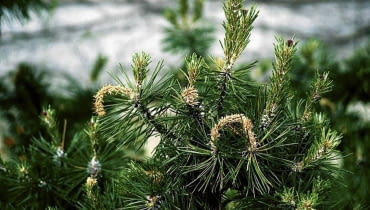 Zwójka sosnóweczka zaatakowała pędy kosodrzewiny (sosny górskiej). ROSLINY SOSNA PINUS - SZKODNIK GASIENICE MOTYLA ZWOJKI SOSNOWECZKI ATAKUJE KRZEWY SOSNY GORSKIEJ I KOSODRZEWINY FOT. GABRIEL LABANOWSKI PUBLIKACJA KWIETNIK NR 3 (147) - 3 2007 - KLINIKA ROSLIN SLOWA KLUCZOWE: ROSLINY SZKODNIKI ZDJĘCIE DO WKŁADKI: PUBLIKACJA KWIETNIK NR 3 (147) - - KLINIKA ROSLIN - CZASOPISMA