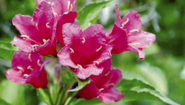 Krzewuszka cudowna (Weigela florida) ROSLINY KRZEWY KRZEWUSZKA CUDOWNA WEIGELA FLORIDA KWIATY FOT. WOJCIECH KINDLARSKI PUBLIKACJA KWIETNIK NR 7 (163) - 7 2008 SLOWA KLUCZOWE: ROSLINY KWIATY ZDJĘCIE DO WKŁADKI: PUBLIKACJA KWIETNIK NR 7 (163) - CZASOPISMA