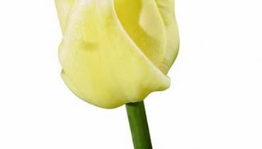 'Maria Kaczyńska' jest tulipanem wysokim. Zakwita już w kwietniu 24.04.2008 WARSZAWA AMBASADA HOLANDII , KWIATY , BUKIETY , KOMPOZYCJE , TULIPANY , TULIPAN