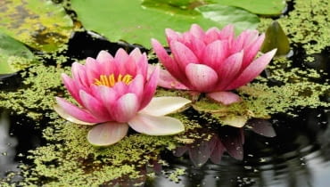 Kwiaty i liście grzybieni znajdują się na powierzchni wody. Bulwa rośnie w podłożu. Kwiaty i liście grzybieni znajdują się na powierzchni wody. Bulwa rośnie w podłożu.