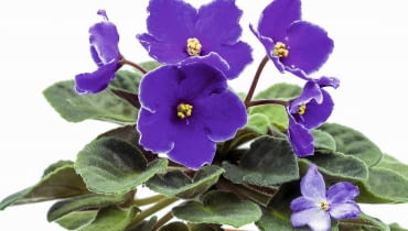 Fiołek afrykański reaguje na silne słońce brązowieniem liści. U góry okaz ze zdrowymi liśćmi. Fiołek afrykański reaguje na silne słońce brązowieniem liści. U góry okaz ze zdrowymi liśćmi.