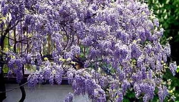 Prawidłowo prowadzona glicynia (<i>Wisteria</i>) kwitnie bardzo obficie. Prawidłowo prowadzona glicynia (<i>Wisteria</i>) kwitnie bardzo obficie.