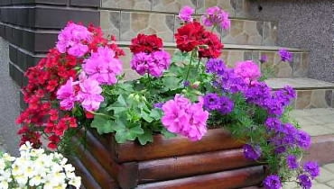 Pelargonie wyjątkowo ładnie komponują się z kwiatami o kontrastowych barwach.