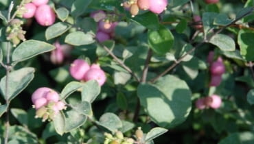 Śnieguliczka (Symphoricarpos Doorenbos'a) 'Amethyst' Śnieguliczka (Symphoricarpos Doorenbos'a) 'Amethyst'
