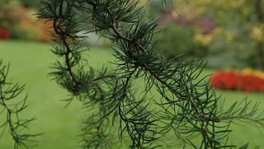 Modrzew 'Diana'. Krzew iglasty o dekoracyjnie poskręcanych gałązkach