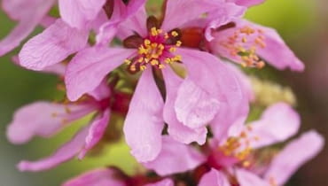 Migdałowiec karłowy (Prunus tenella) 'Fire Hill' to cenny krzew kwitnący wczesną wiosną - w szkółkach produkowane są również formy szczepione w formie malutkich drzewek