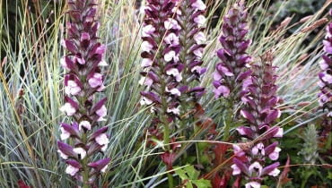 akant Acanthus hungaricus 'Alex' and Agastache 'Purple Haze' Kwekerij Jacobs - Jacobs Garden and Nursery, Netherlands SLOWA KLUCZOWE: Close Up Garten Holland Juli krautig krautige Nahaufnahme Niederlande Perennial Staude