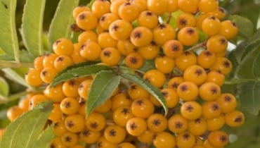 Sorbus 'Flanrock' Sorbus 'Flanrock'