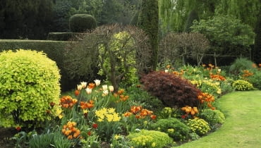 rabata pod klonami spring border with philadelphus aureus (mock orange) acer palmatum (maple) tulipa (tulip), prinses irene , ballerina , westpoint , abu hassam ,and aleppo, euphorbia polychroma (spurge).