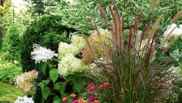 Hortensja bukietowa 'Limelight' i rozplenica 'Rubrum' to wyjątkowo dobrany duet. Tutaj towarzyszą im także formowany cis i dereń 'Elegantissima'. Hortensja bukietowa 'Limelight' i rozplenica 'Rubrum' to wyjątkowo dobrany duet. Tutaj towarzyszą im także formowany cis i dereń 'Elegantissima'.