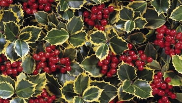 Ostrokrzew kolczasty 'Rubricaulis Aurea' Ilex aquifolium 'Rubricaulis Aurea' SLOWA KLUCZOWE: Ilex aquifolium 'Rubricaulis Aurea' Rubricaulis Aurea Ilex aquifolium