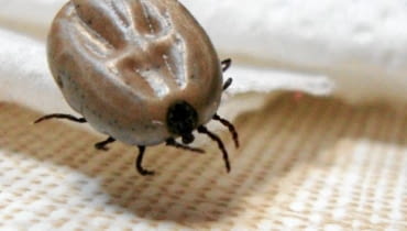 Kleszcz 26.04.2011 PLOCK , KLESZCZ . FOT. PIOTR AUGUSTYNIAK / AGENCJA GAZETA