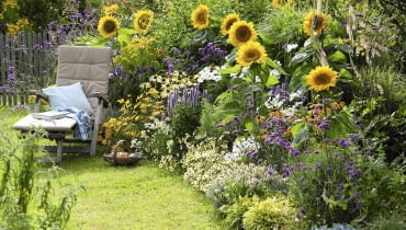 Słonecznik zwyczajny (Helianthus annuus) Helianthus 'Summer Breeze'(Sonnenblumen), Agastache'Blue Fortune' (Duftnessel), Coreopsis 'Moonbeam'(M dchenauge), Lagurus 'Bunny Tails' (Hasenschwanzgras), Colakraut (Artemisia), Verbena bonariensis (Eisenkraut) , Rudbeckia 'Goldsturm' Echinacea 'Sunrise' (Sonnenhut), Cosmos (Schmuckk^rbchen), Cimicifuga (Silberkerze), Lobelia (M nnertreu) SLOWA KLUCZOWE: msgnp11 000 lila Duft Stauden Einj hrige blau Gr ser draussen Sp tsommer Beet Garten Artemisia abrotanum var. maritima Helenium Sonnenbraut Sommerblumen Sommer gelb wei? quer Sitzplatz Liege