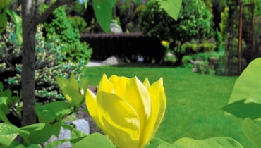 MAGNOLIA 'BUTTERFLIES' MAGNOLIA 'BUTTERFLIES'