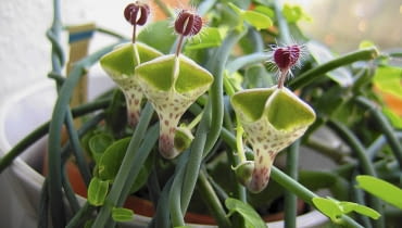 Ceropegia Ceropegia
