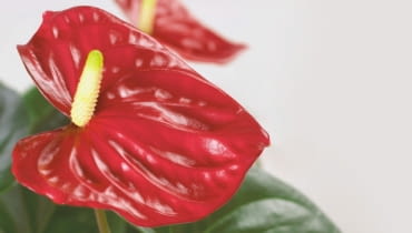 21.11.2007 WARSZAWA SESJA KWIATY CALLA ANTURIUM I SKRZYDLOKWIAT NZ ANTURIUM ANTHURIUM DLA CZASOPISMA KWIETNIK FOT. ARKADIUSZ SCICHOCKI / AGENCJA GAZETA PUBLIKACJA KWIETNIK NR 2 (158) - 2 2008