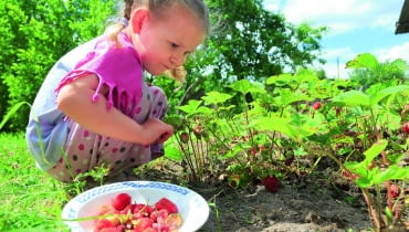 Owoce zbieramy po upływie okresu karencji użytego preparatu. Owoce zbieramy po upływie okresu karencji użytego preparatu.