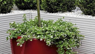 Dobrej jakości donice balkonowe mają piękny design i wiele dodatkowych funkcji np automatyczne nawadnianie, kółka ułatwiające przemieszczanie, pogrubione ścianki chroniące przed przemarzaniem
