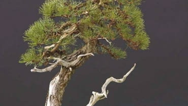 Bonsai z sosny czarnej