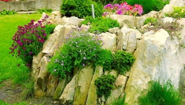 W tym miejscu rośliny mają niewiele ziemi do zapuszczenia korzeni. Rosną tu karłowe iglaki, żagwin, lewizje i rozchodniki SKALNIAK, ogródek skalny