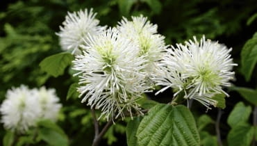 Oryginalne krzewy kwitnące w maju. Fotergilla większa (Fothergilla major) ROSLINY KRZEW FOTERGILLA WIEKSZA FOTHERGILLA MAJOR KWIATY FOT. WIESLAW GAWRYS PUBLIKACJA KWIETNIK NR 2 (146) - 2 2007 SLOWA KLUCZOWE: ROSLINY KWIATY ZDJĘCIE DO WKŁADKI: PUBLIKACJA KWIETNIK NR 2 (146) - CZASOPISMA