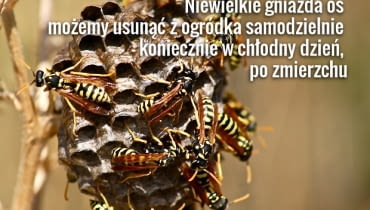 Osy, pszczoły i trzmiele atakują tylko rozdrażnione i w obronie gniazda Osy, pszczoły i trzmiele atakują tylko rozdrażnione i w obronie gniazda
