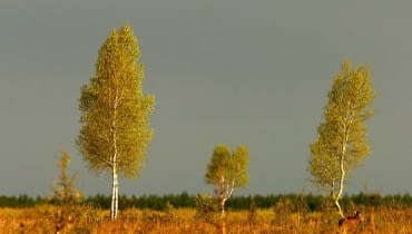 10294408 https bi